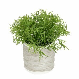 Dekoria Špargľa v kvetináči 16cm, 8 x 8 x 16 cm